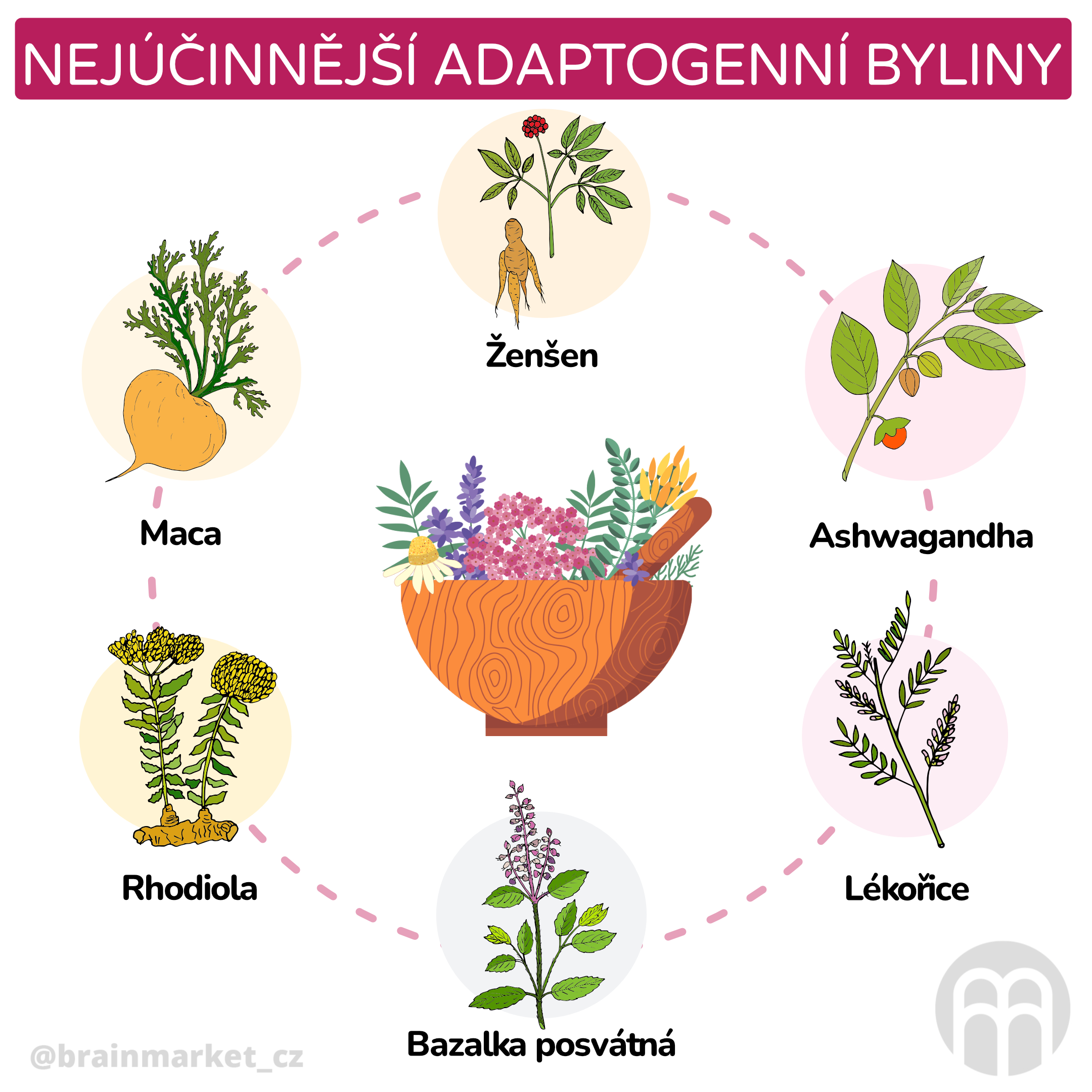 nejucinnejsi adaptogenni byliny_inforgafika_cz